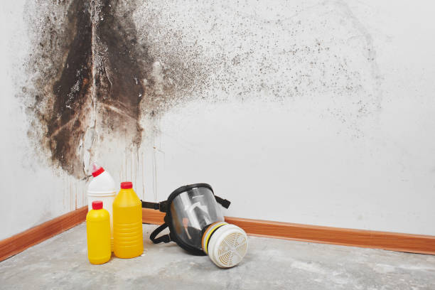 Certified Mold Removal in Trucksville, PA