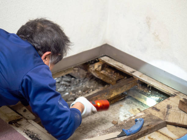 Best Professional Mold Removal  in Trucksville, PA