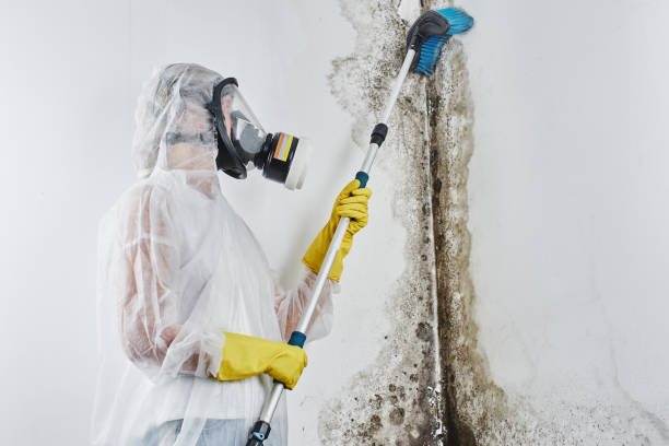 Best Emergency Mold Removal  in Trucksville, PA