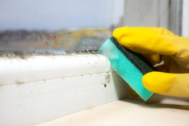 Best Office Mold Removal Services  in Trucksville, PA
