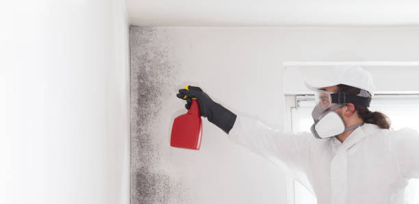 Best Mold Cleaning Services  in Trucksville, PA