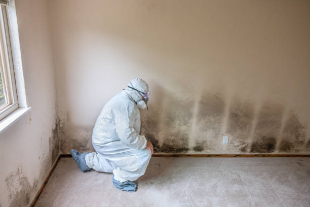 Best Local Mold Removal Service  in Trucksville, PA