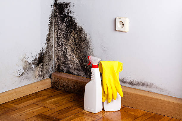 Best Affordable Mold Removal  in Trucksville, PA