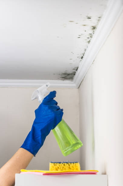 Best Emergency Mold Removal  in Trucksville, PA